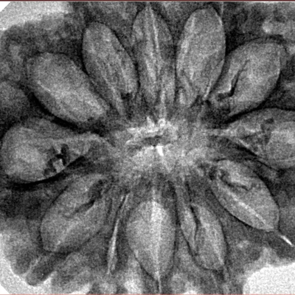 12 Mukhi Rudraksha 34.3mm 6.36gm - Inverse xray