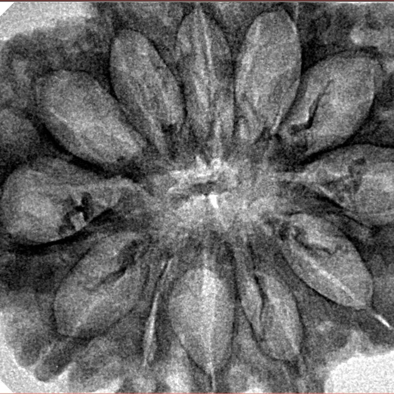 12 Mukhi Rudraksha 34.3mm 6.36gm - Inverse xray