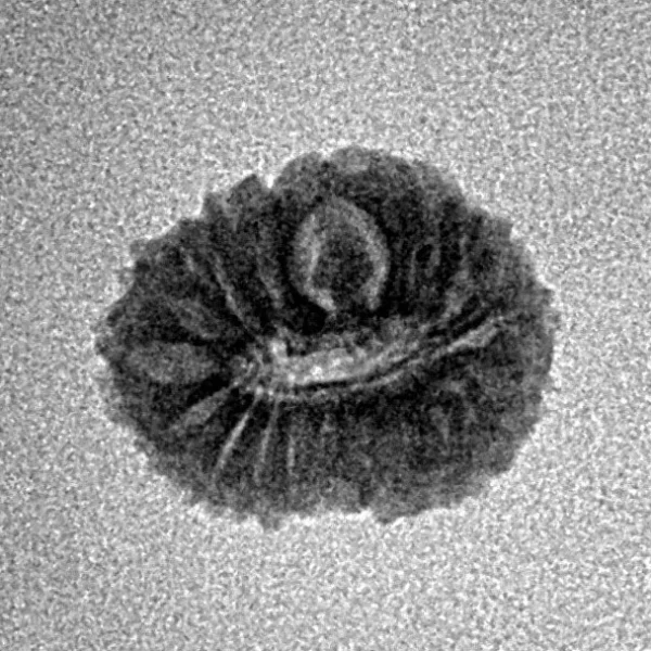 17 Mukhi Rudraksha 14.3mm 0.8gm - Inverse xray