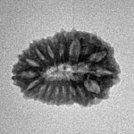 17 Mukhi Rudraksha 19mm 1.35gm - Inverse xray