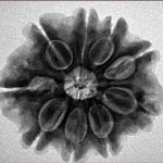 9 Mukhi Rudraksha 27.6mm 5.98gm - Inverse xray
