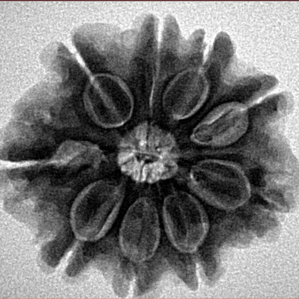 9 Mukhi Rudraksha 27.6mm 5.98gm - Inverse xray