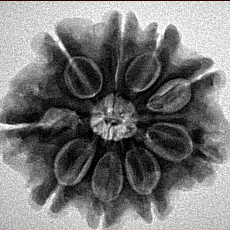 9 Mukhi Rudraksha 27.6mm 5.98gm - Inverse xray