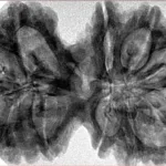 12 MK Gaurishankar 39.7mm 8.1gm - Inverse xray
