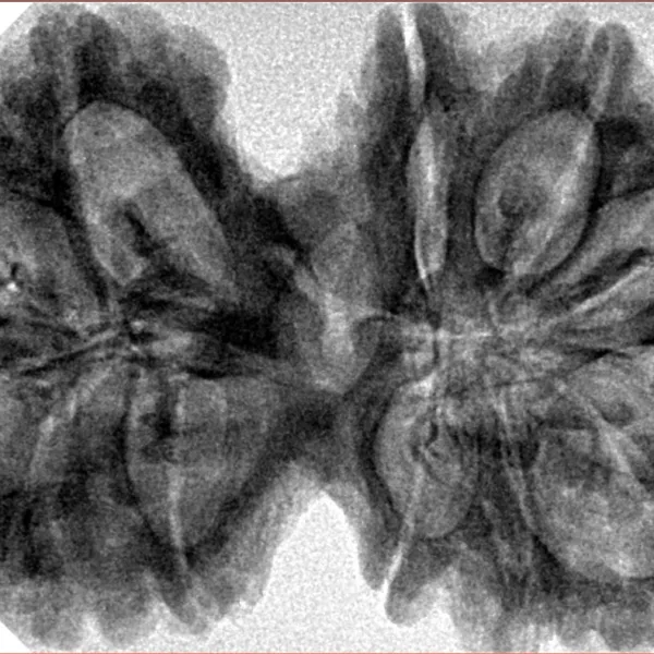 12 MK Gaurishankar 39.7mm 8.1gm - Inverse xray