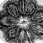 9 Mukhi Rudraksha 32.4mm 8.44gm - Inverse xray