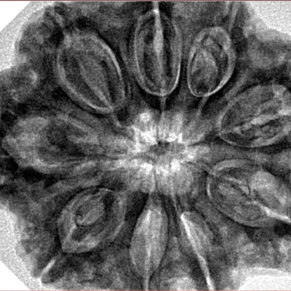 9 Mukhi Rudraksha 32.4mm 8.44gm - Inverse xray