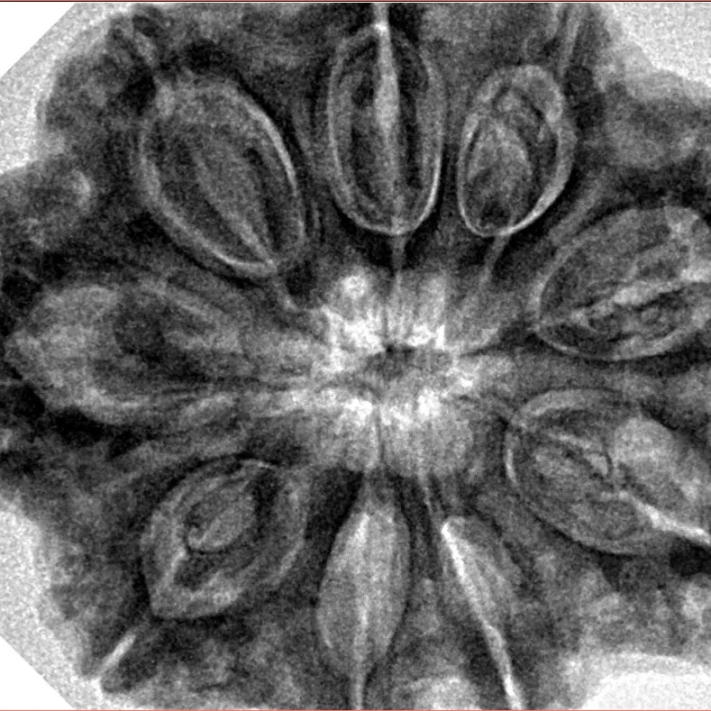 9 Mukhi Rudraksha 32.4mm 8.44gm - Inverse xray