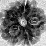 1MK(Underdeveloped) 18.1mm 2gm - Inverse xray