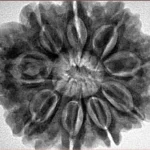 9 Mukhi Rudraksha 29.8mm 7.54gm - Inverse xray