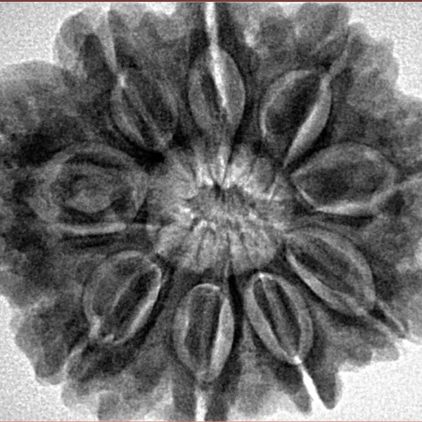 9 Mukhi Rudraksha 29.8mm 7.54gm - Inverse xray