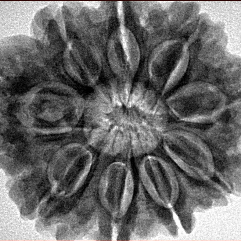 9 Mukhi Rudraksha 29.8mm 7.54gm - Inverse xray