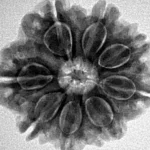 8 Mukhi Rudraksha 24.5mm 4.78gm - Inverse xray