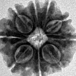 9 Mukhi Rudraksha 19.8mm 2.75gm - Inverse xray