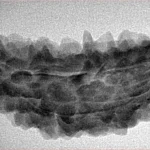 1 Mukhi Rudraksha 38.2mm 4.27gm - Inverse xray