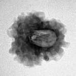 1 Mukhi Rudraksha 21mm 2.49gm - Inverse xray