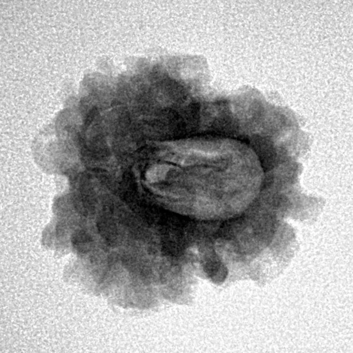 1 Mukhi Rudraksha 21mm 2.49gm - Inverse xray