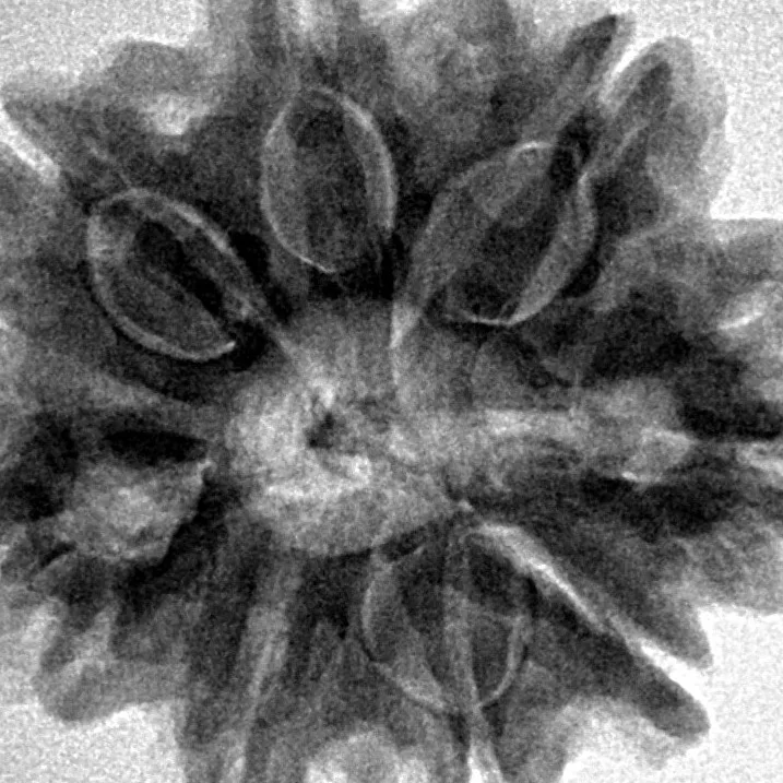 8 Mukhi Rudraksha 29mm 6.3gm - Inverse xray