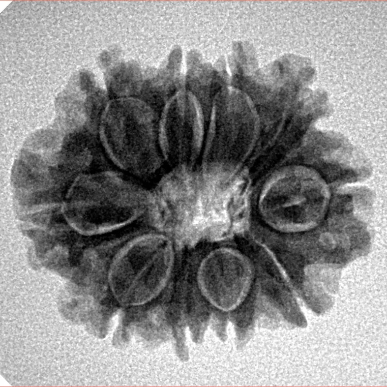 10 Mukhi Rudraksha 23.6mm 3.49gm - Inverse xray