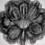 9 Mukhi Rudraksha 27.5mm 5.64gm - Inverse xray