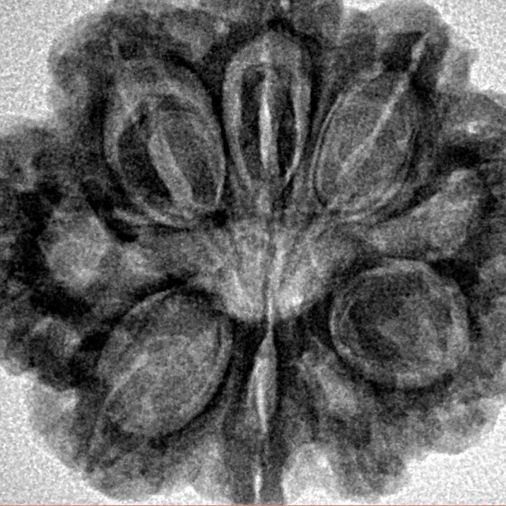 9 Mukhi Rudraksha 27.5mm 5.64gm - Inverse xray