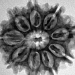 9 Mukhi Rudraksha 26.7mm 4.37gm - Inverse xray
