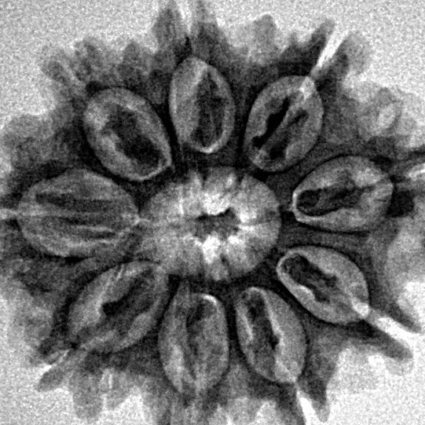 9 Mukhi Rudraksha 26.7mm 4.37gm - Inverse xray