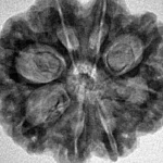 8 Mukhi Rudraksha 27.6mm 4.88gm - Inverse xray
