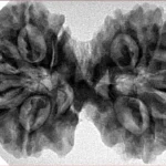 11 MK Gaurishankar 37.8mm 7.79gm - Inverse xray