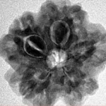 1MK(Underdeveloped) 22.3mm 3.78gm - Inverse xray