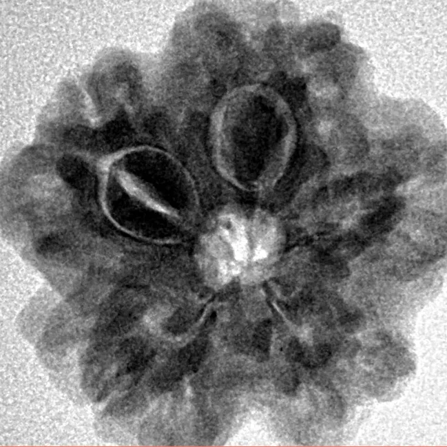 1MK(Underdeveloped) 22.3mm 3.78gm - Inverse xray