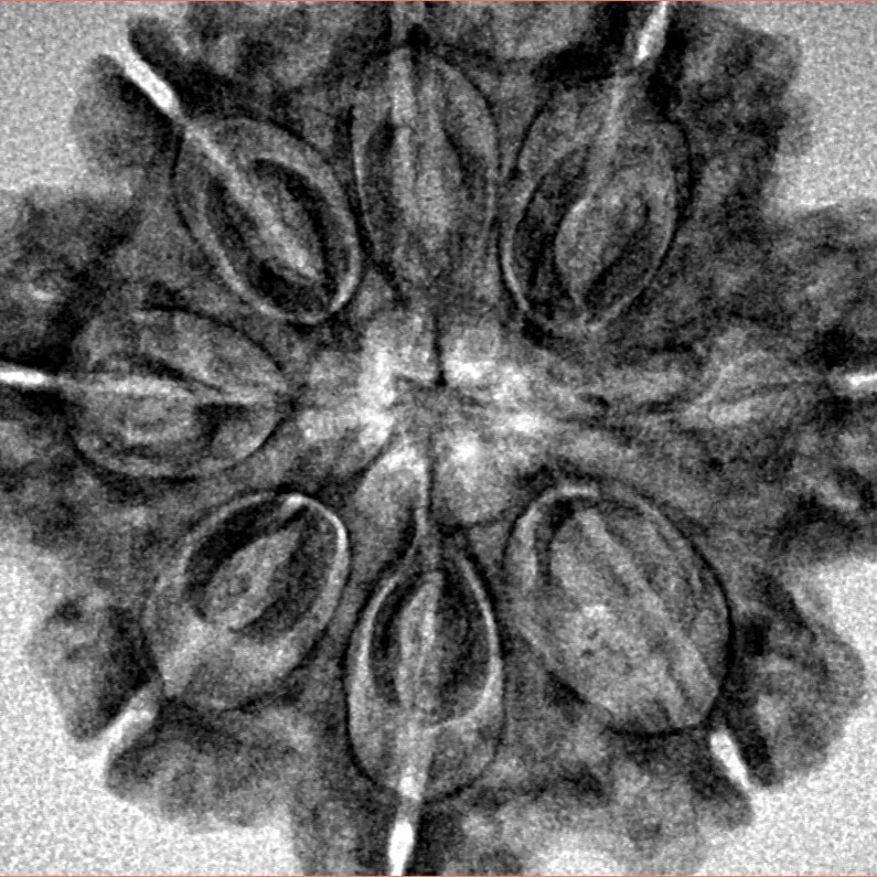 8 Mukhi Rudraksha 27.8mm 5.61gm - Inverse xray