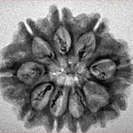 9 Mukhi Rudraksha 25.9mm 3gm - Inverse xray