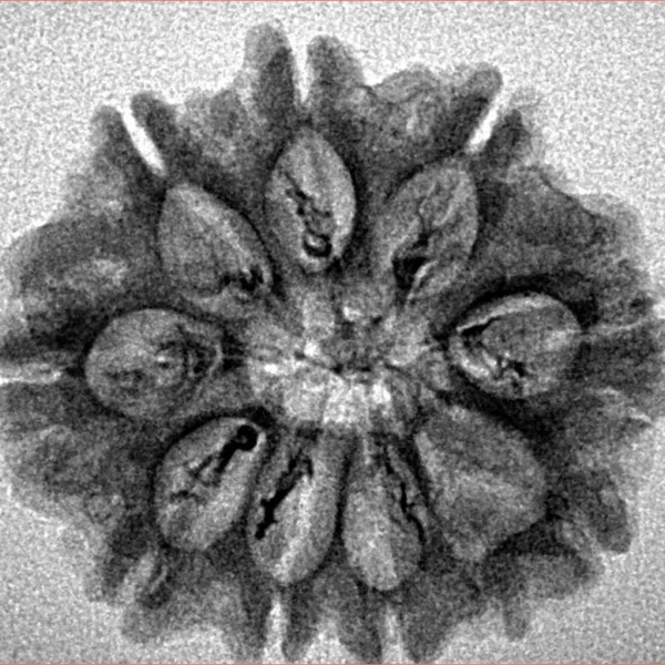 9 Mukhi Rudraksha 25.9mm 3gm - Inverse xray