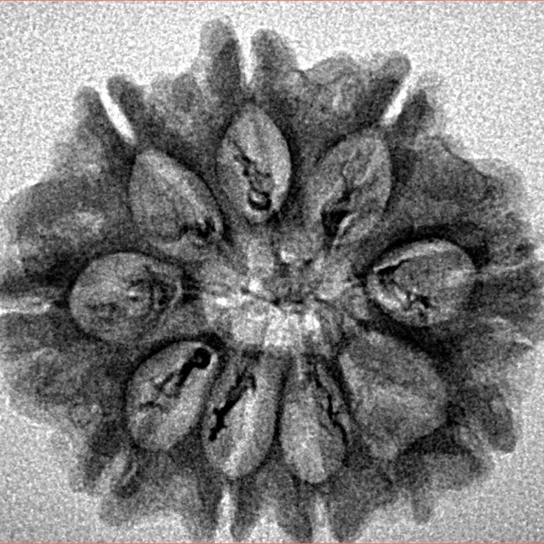 9 Mukhi Rudraksha 25.9mm 3gm - Inverse xray