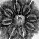 8 Mukhi Rudraksha 26.4mm 5.73gm - Inverse xray