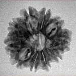 10 Mukhi Rudraksha 22.9mm 2.37gm - Inverse xray
