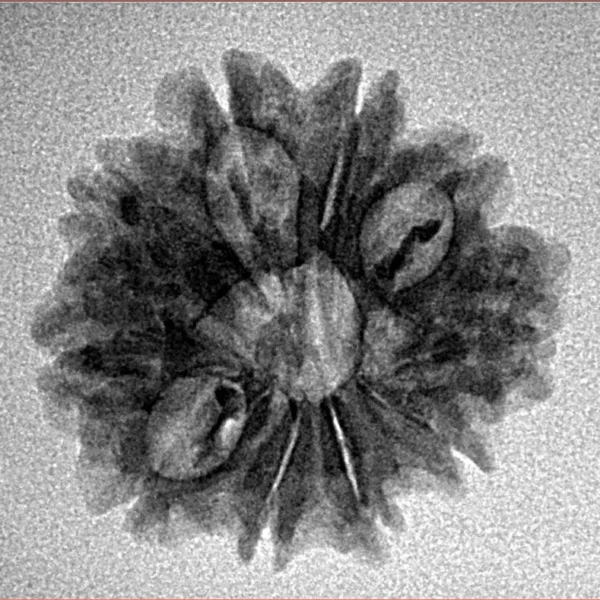 10 Mukhi Rudraksha 22.9mm 2.37gm - Inverse xray
