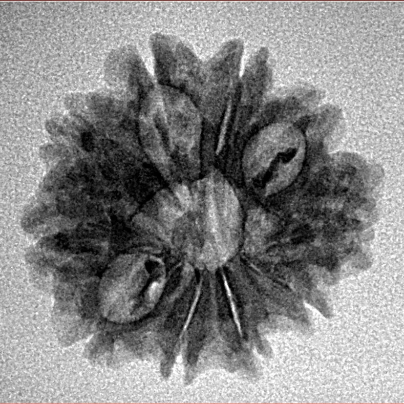 10 Mukhi Rudraksha 22.9mm 2.37gm - Inverse xray