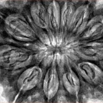 12 Mukhi Rudraksha 37.2mm 8.82gm - Inverse xray