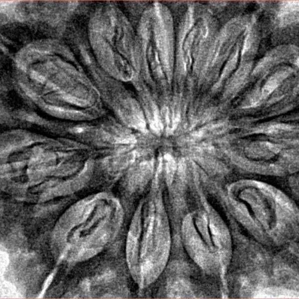 12 Mukhi Rudraksha 37.2mm 8.82gm - Inverse xray
