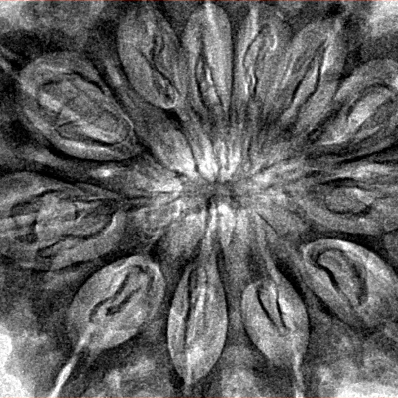 12 Mukhi Rudraksha 37.2mm 8.82gm - Inverse xray