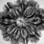 9 Mukhi Rudraksha 30.1mm 6.82gm - Inverse xray