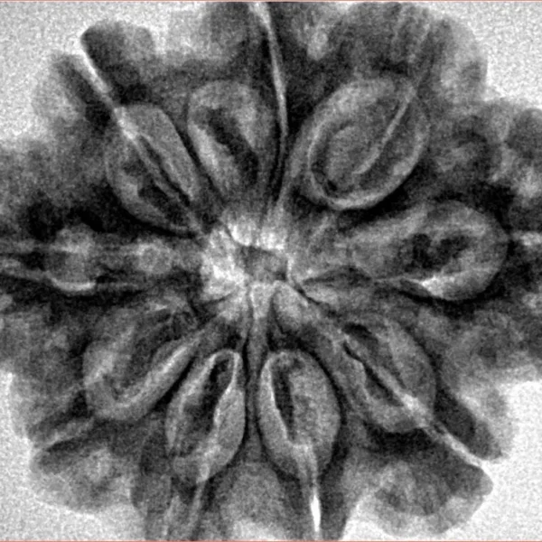 9 Mukhi Rudraksha 30.1mm 6.82gm - Inverse xray
