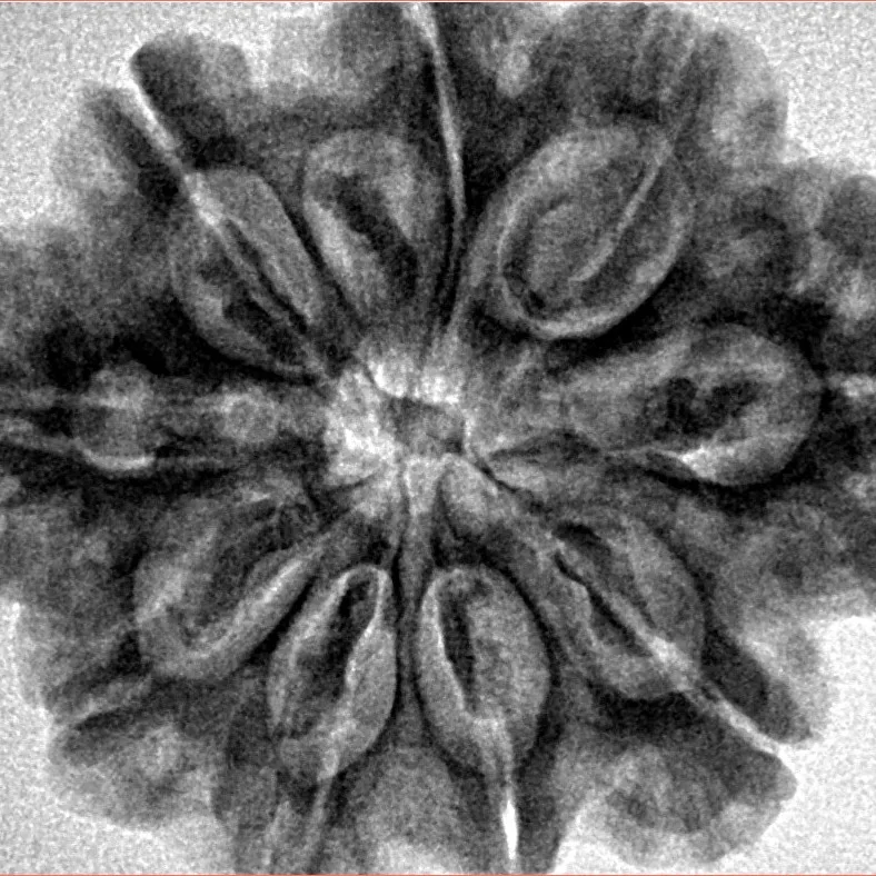 9 Mukhi Rudraksha 30.1mm 6.82gm - Inverse xray