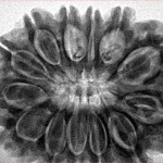 13 Mukhi Rudraksha 32mm 7.88gm - Inverse xray