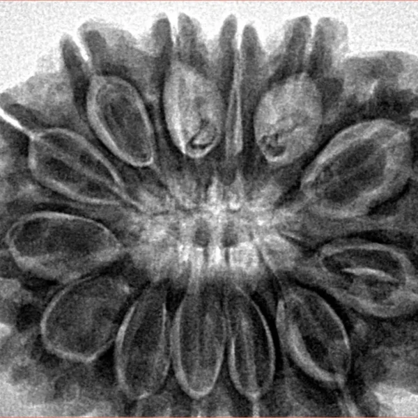 13 Mukhi Rudraksha 32mm 7.88gm - Inverse xray