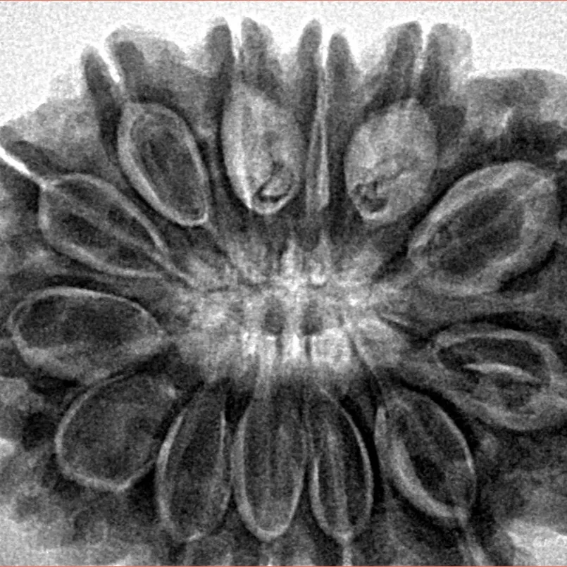 13 Mukhi Rudraksha 32mm 7.88gm - Inverse xray