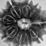 9 Mukhi Rudraksha 22.6mm 3.57gm - Inverse xray
