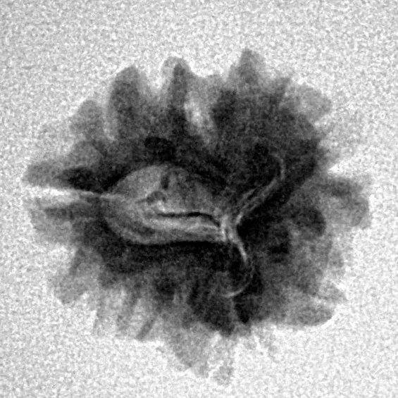 1 Mukhi Rudraksha 18.7mm 1.67gm - Inverse xray